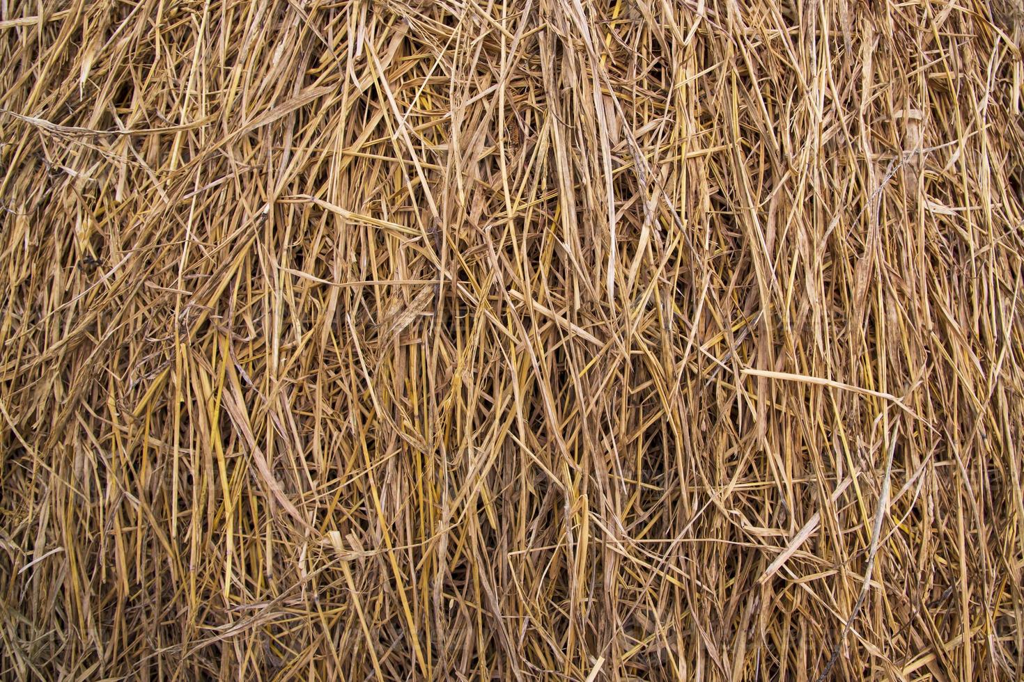 Brown hay, dry hay texture background photo