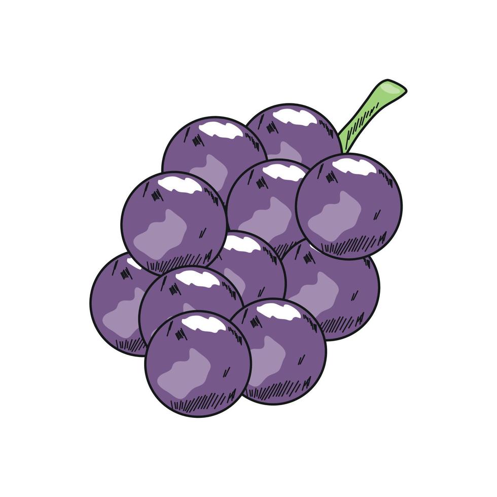 mulberry superfood icon vector