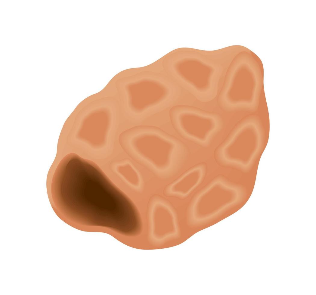 nut icon vector