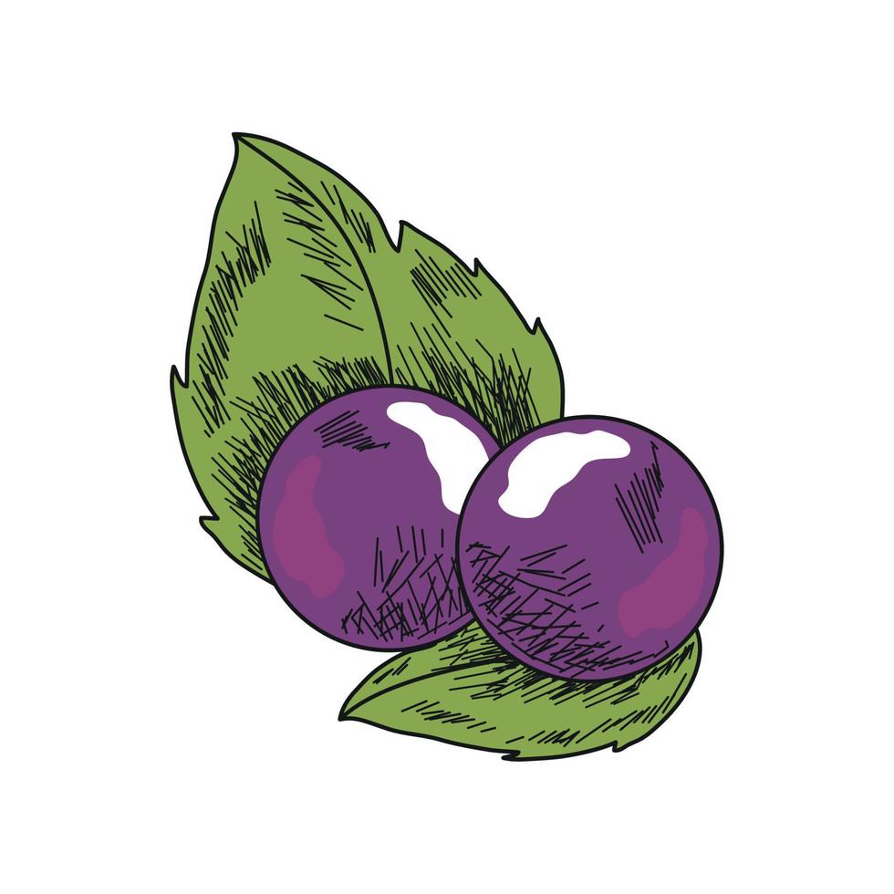 blueberry and leaf vector