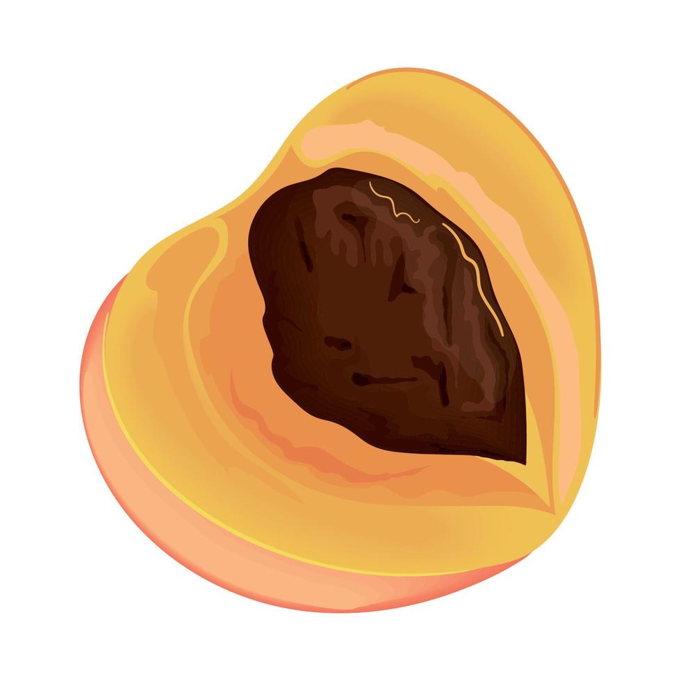 apricot fruit realistic vector