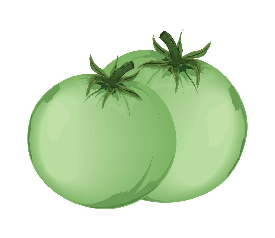 green tomatoes vegetable vector