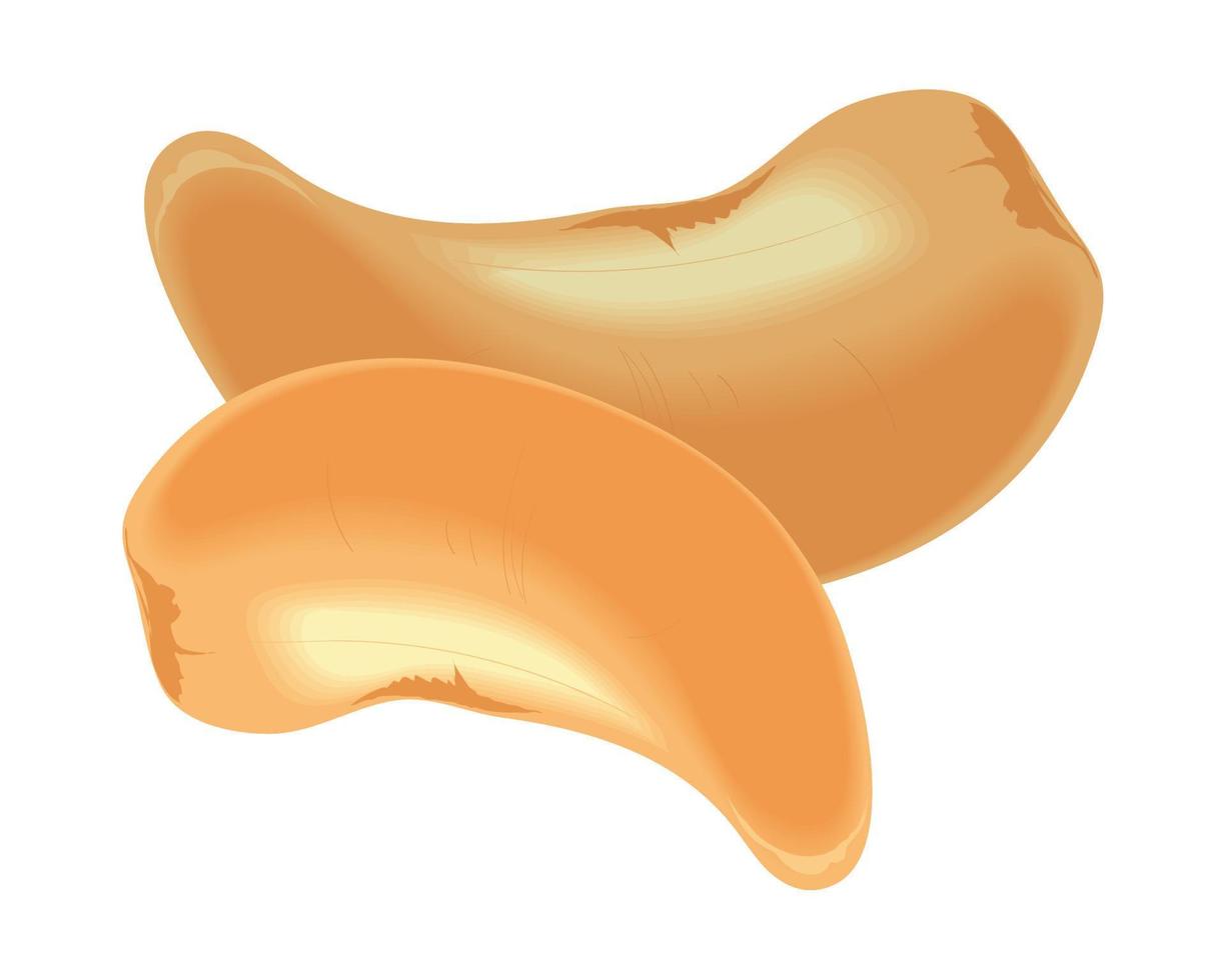 cashew nut icon vector