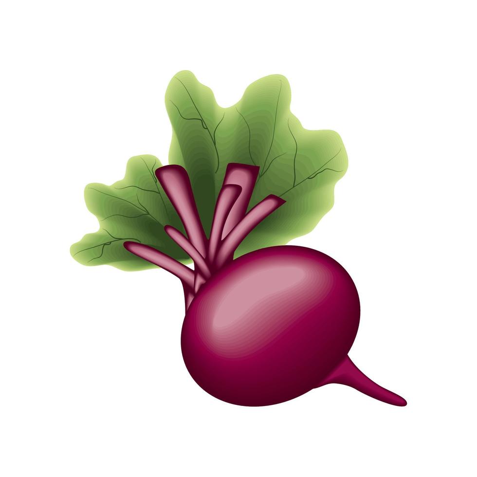 rábano vegetal realista vector