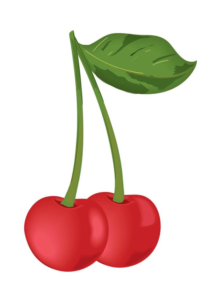 cherry fruit realistic vector