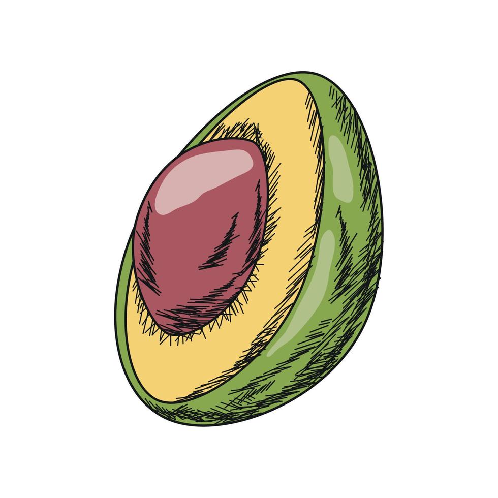 icono de aguacate aislado vector