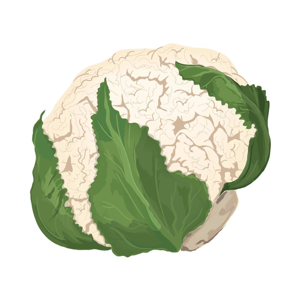 icono de vegetales de coliflor vector