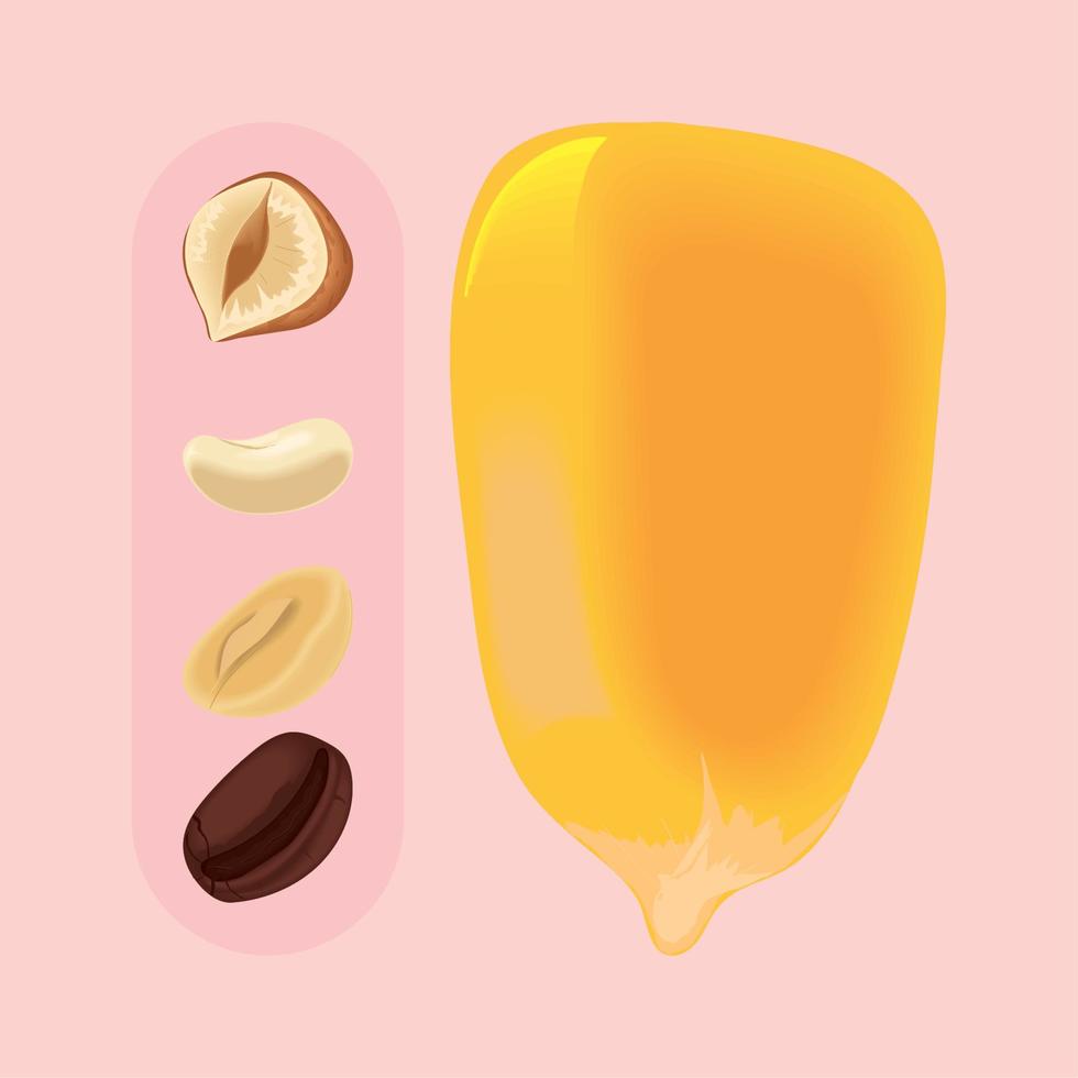 set of nuts and beans vector