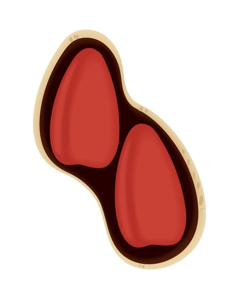 cacao nuts icon vector