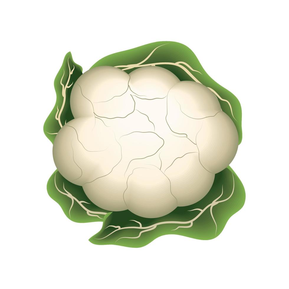 realistic vegetable cauliflower vector