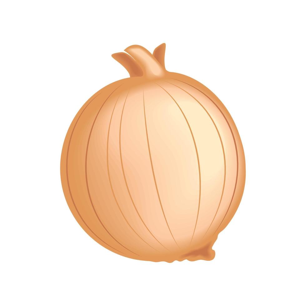 realistic vegetable onion vector