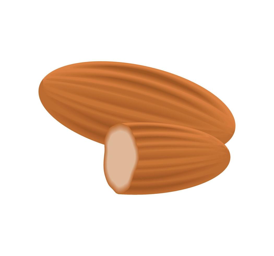 almond nut icon vector