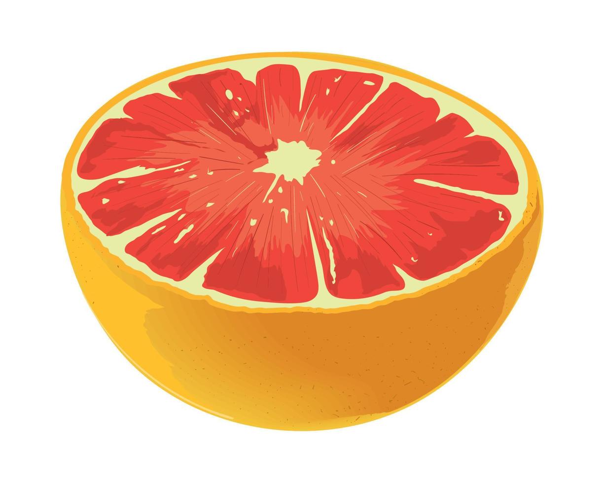 tangelo fruit realistic vector
