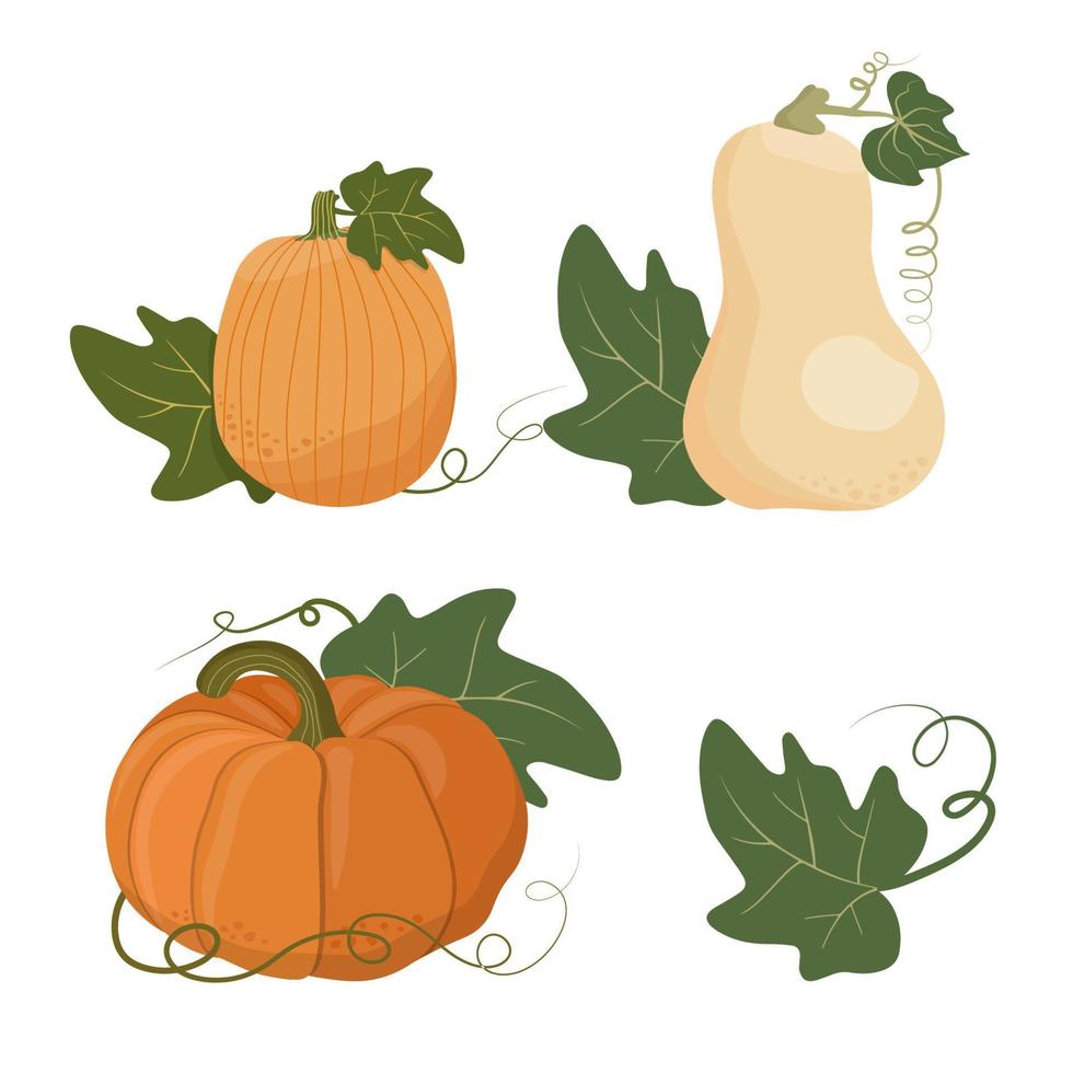 calabaza de varias formas y colores. elementos de acción de gracias y halloween. vector