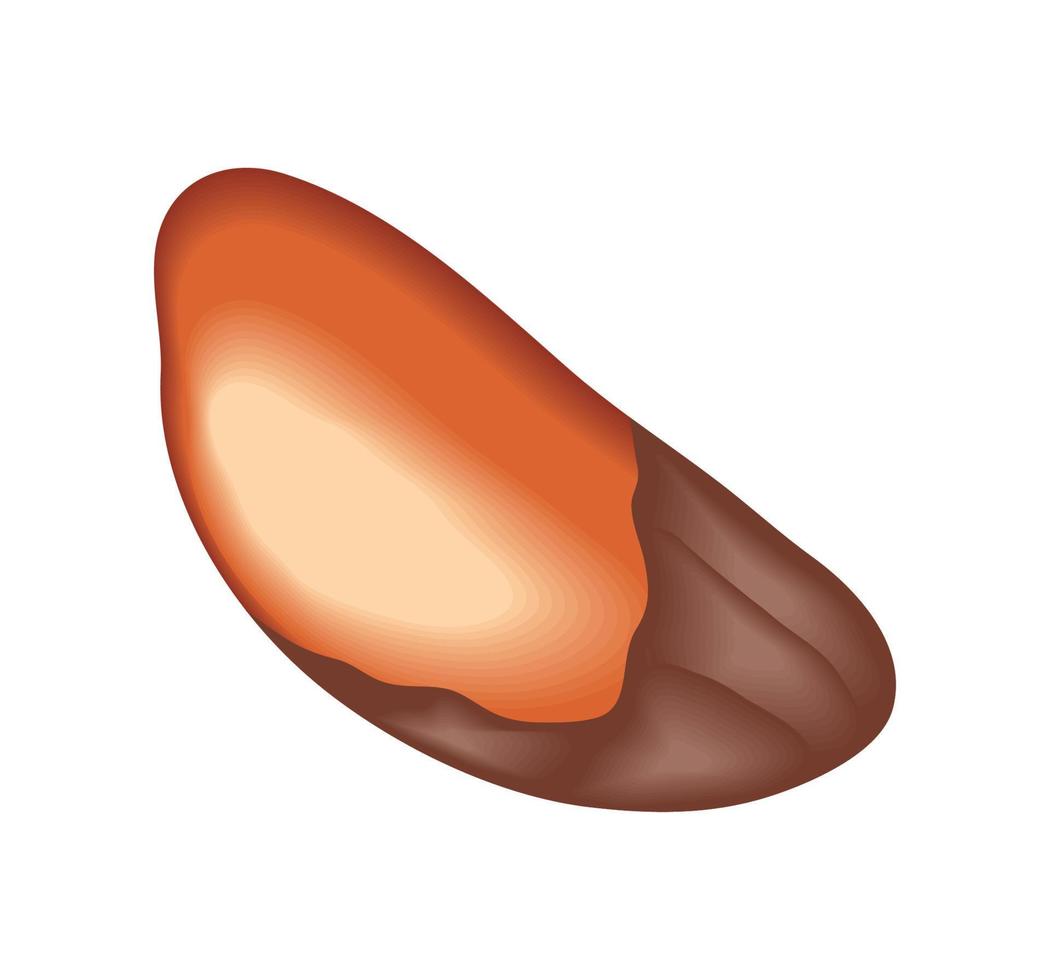 brazil nut icon vector