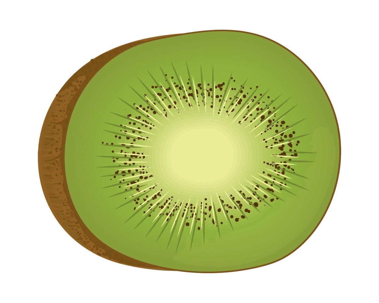 kiwi fruit realistic vector