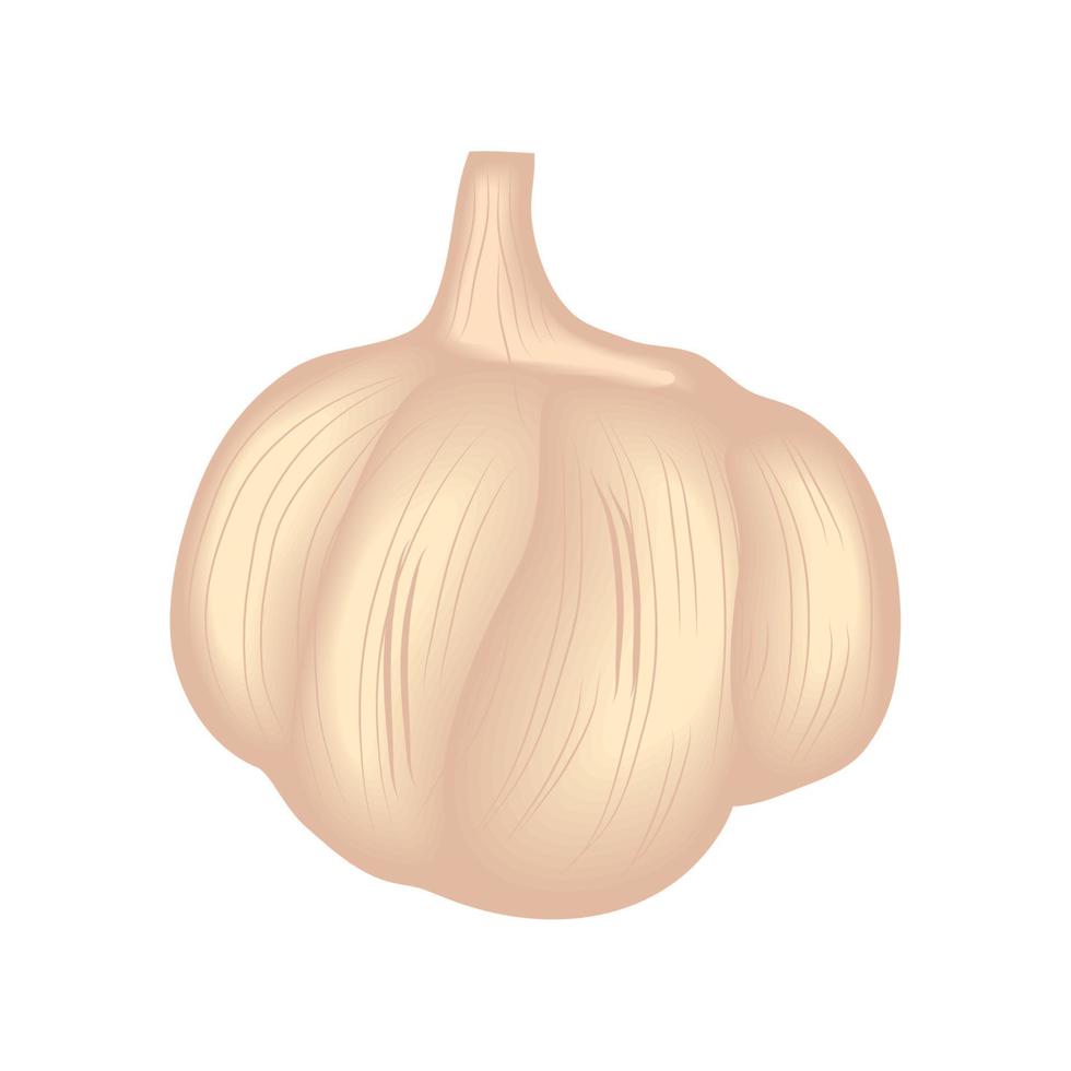 realistic vegetable garlic vector