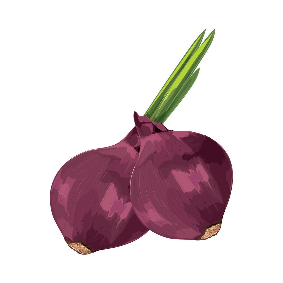 red onion vegetable vector