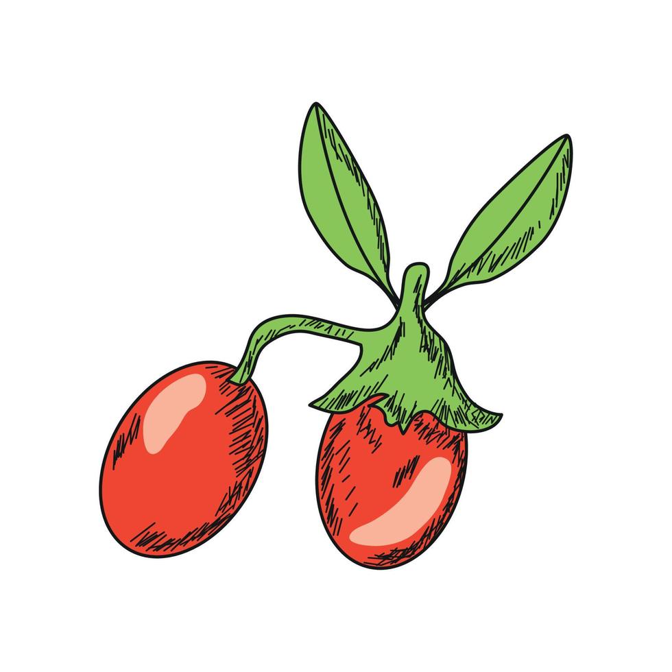 camu camu superfood icon vector