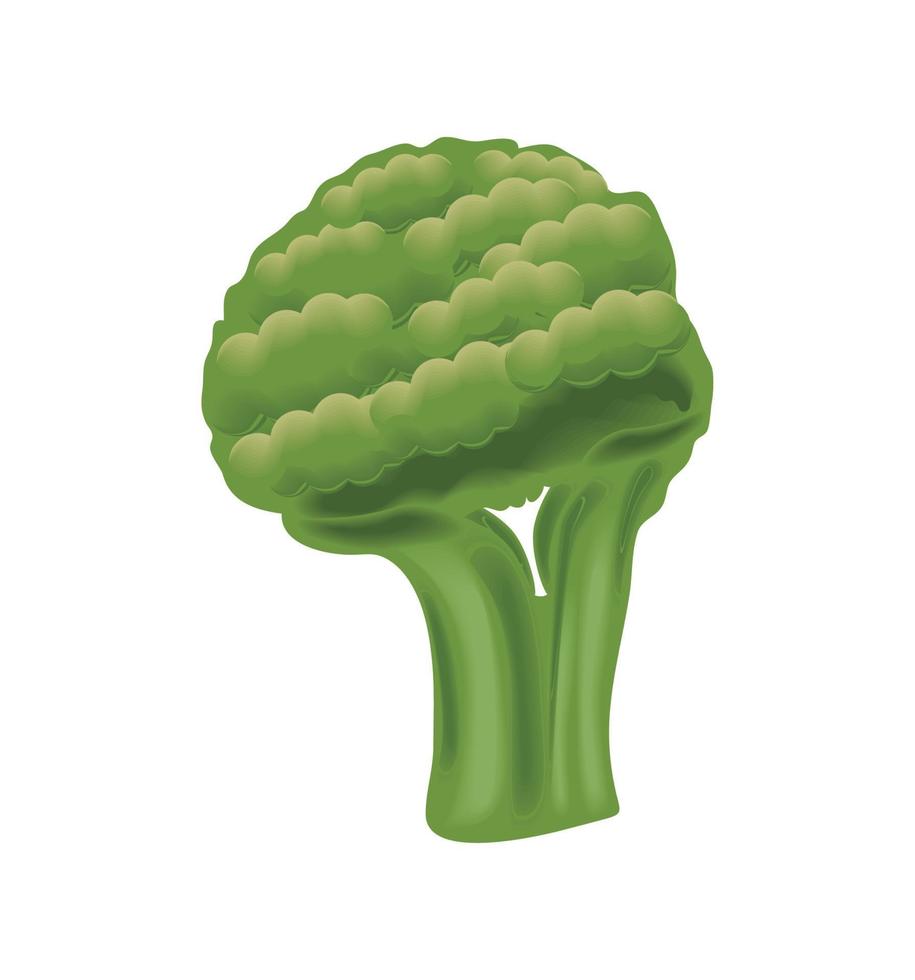 realistic vegetable broccoli vector