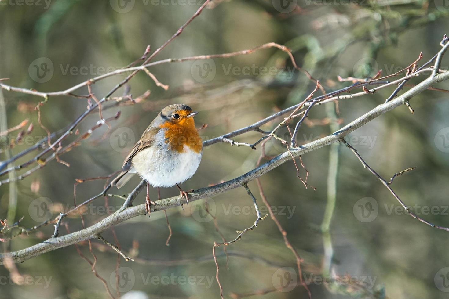 sinle robin in the winter photo