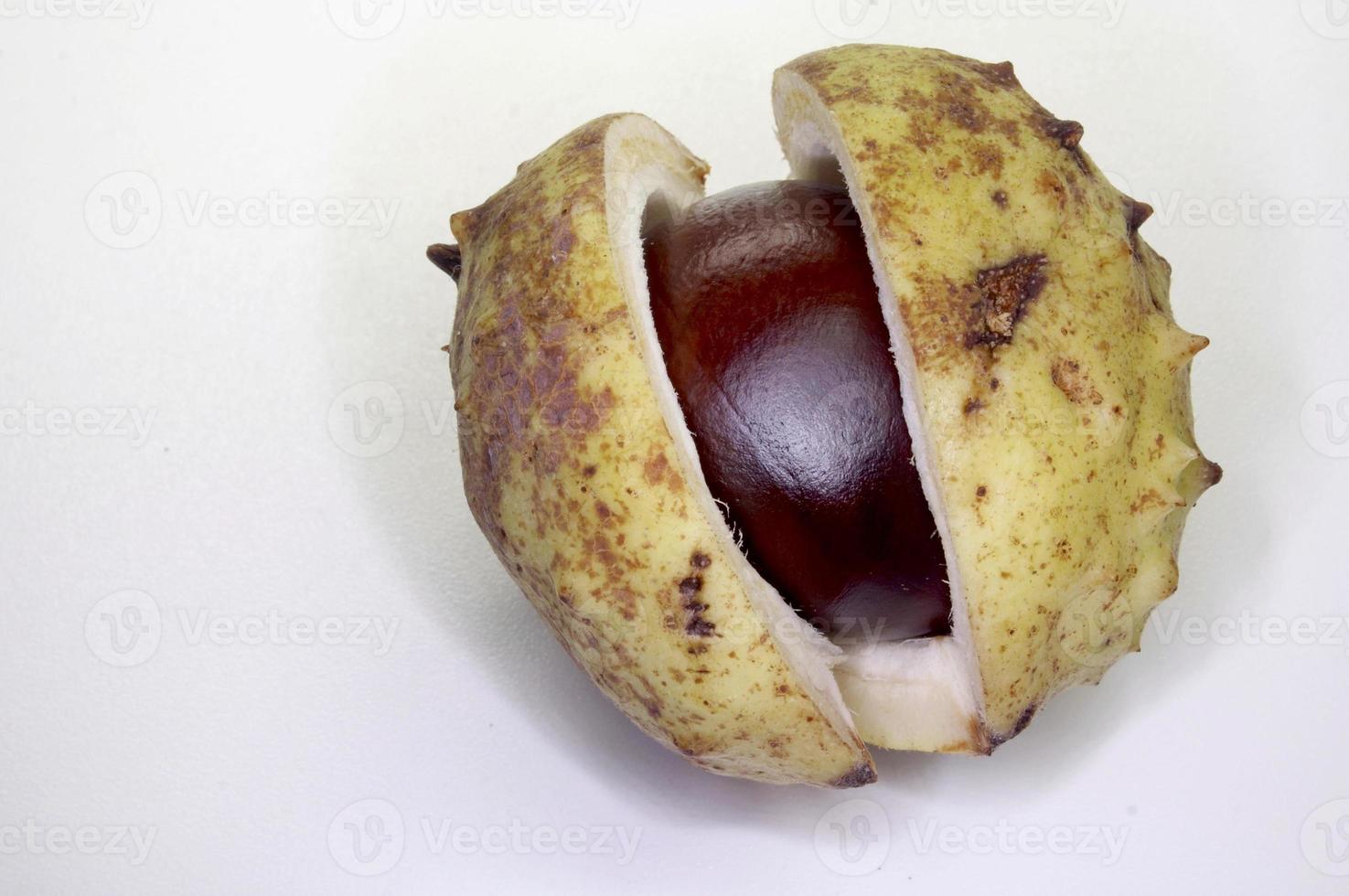 fruta de castaño en blanco foto