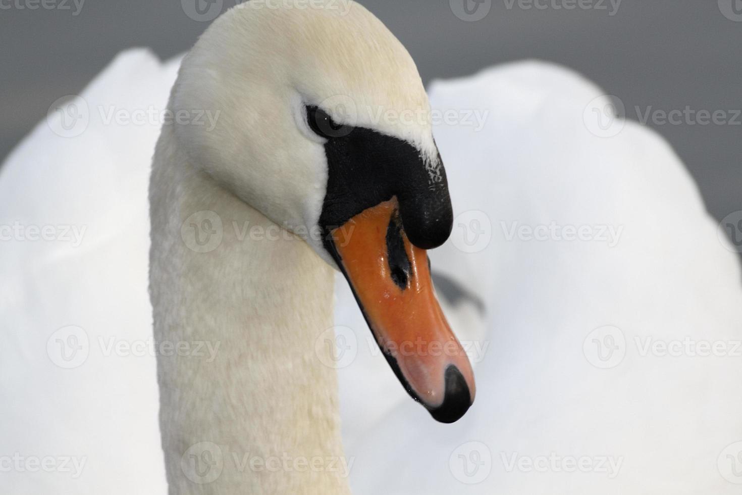 a white swan in the evening photo