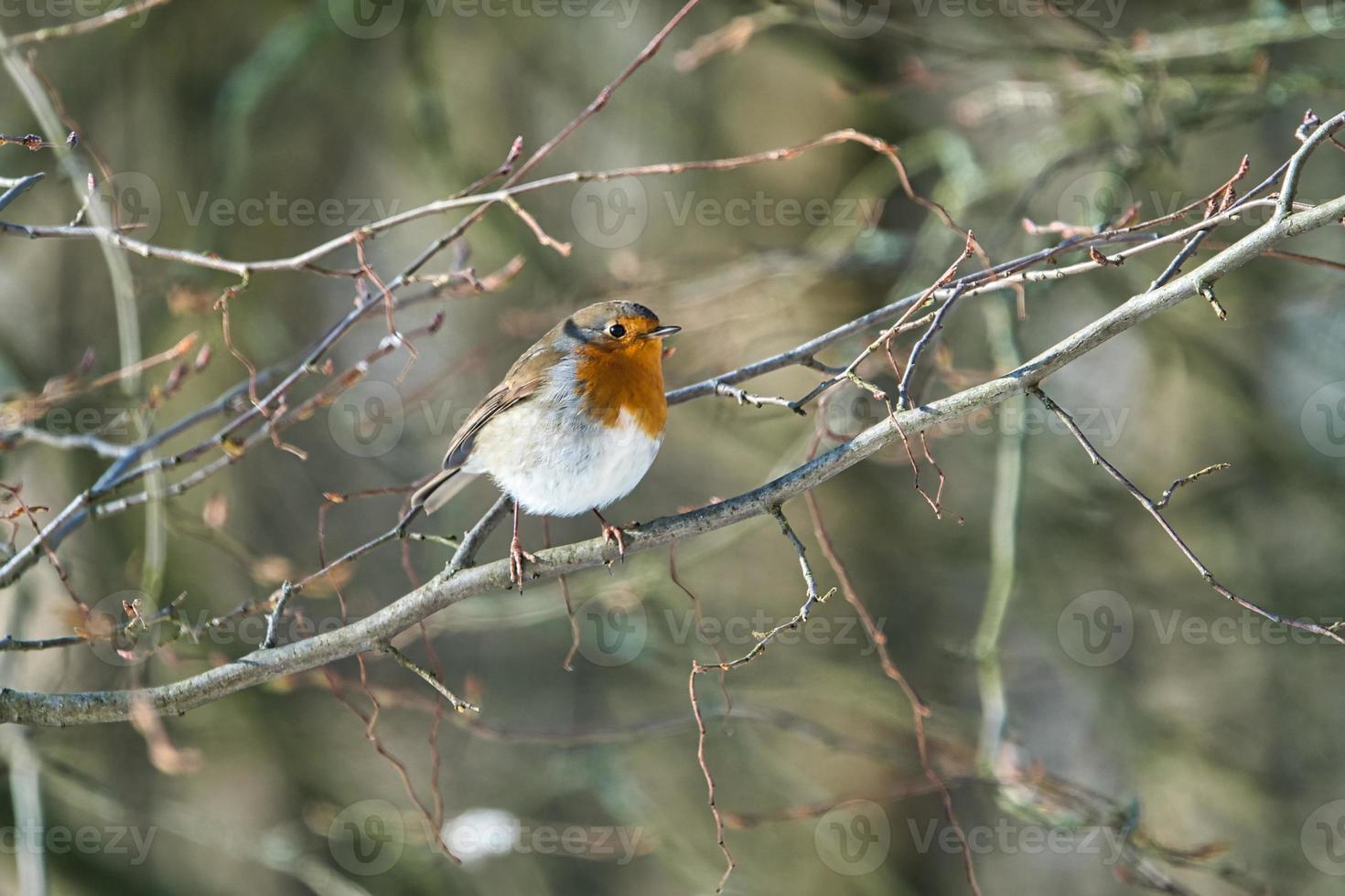 sinle robin in the winter photo