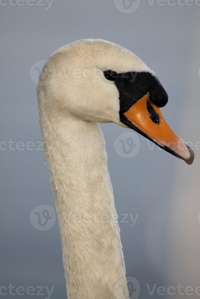 a white swan in the evening photo