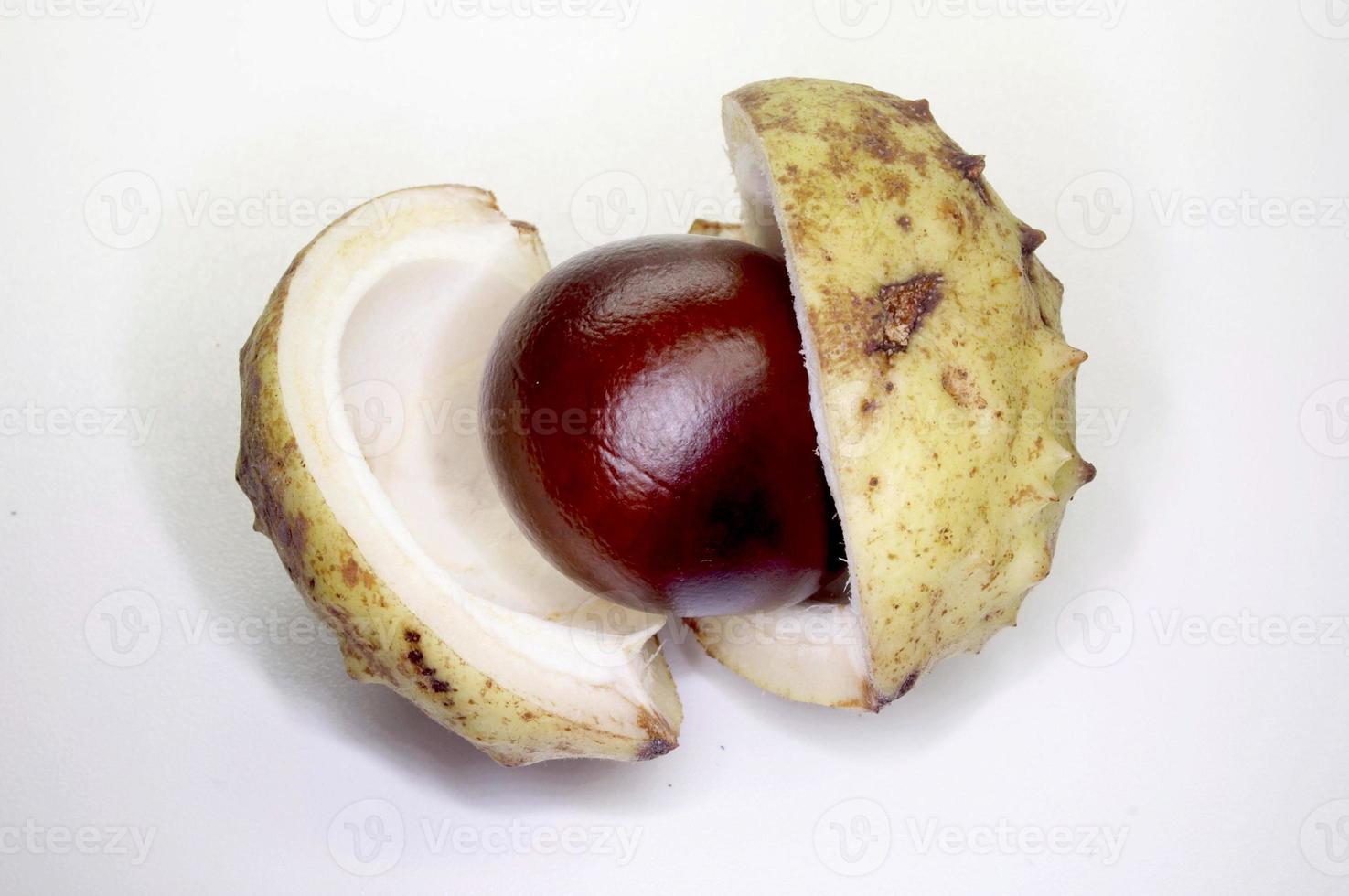 chestnut fruit on white photo