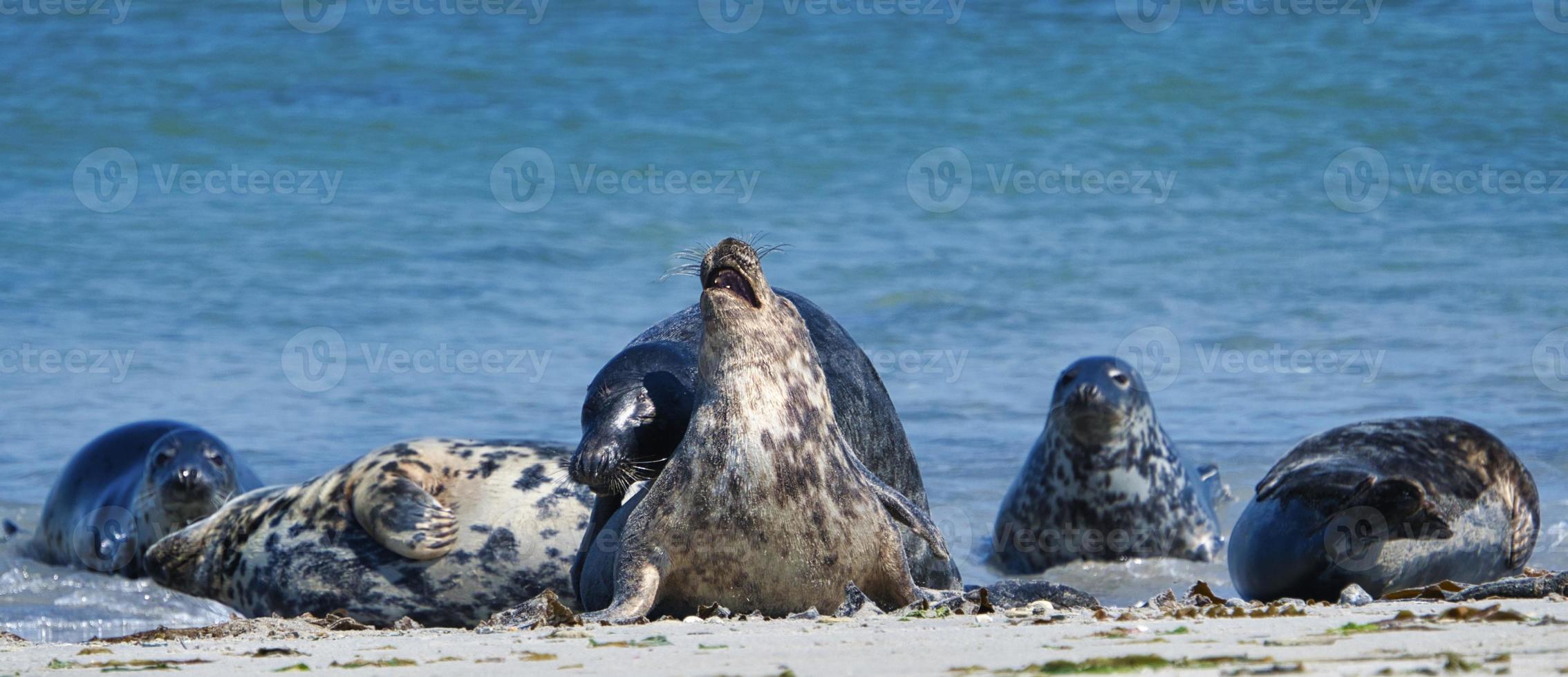 Grey seal on the beach of Heligoland - island Dune photo