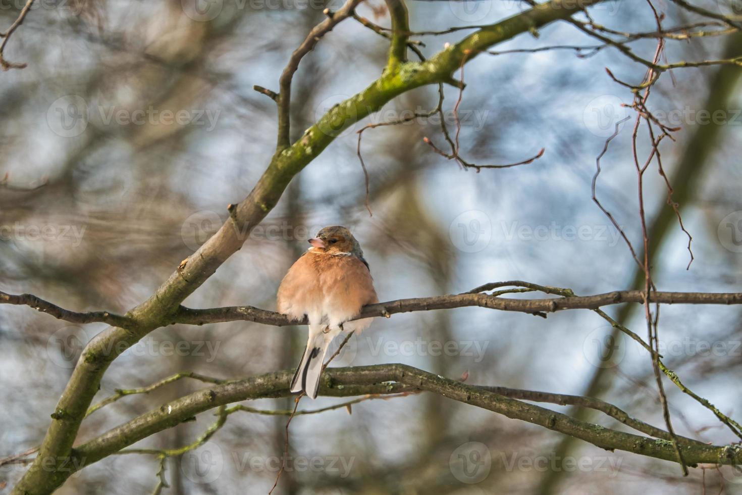 single chaffinch on a tree in the winter photo