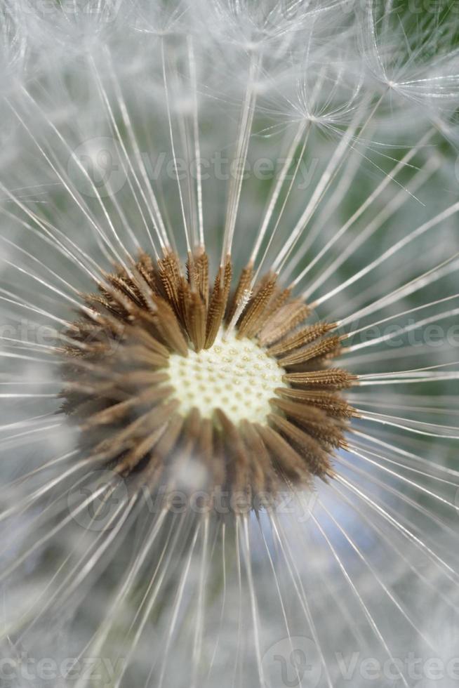 Blossom of a dandelion photo