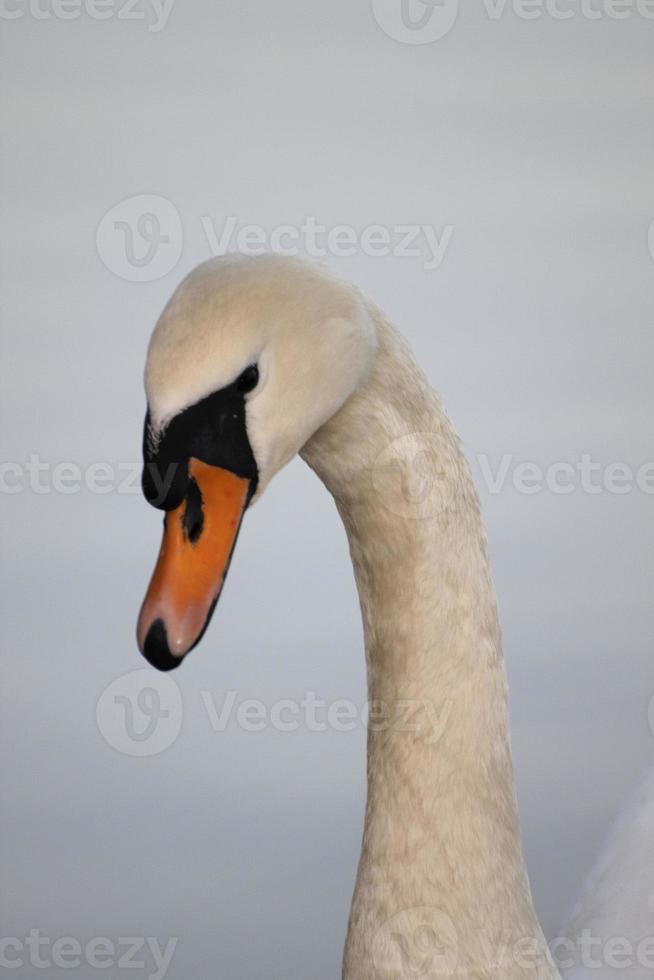a white swan in the evening photo