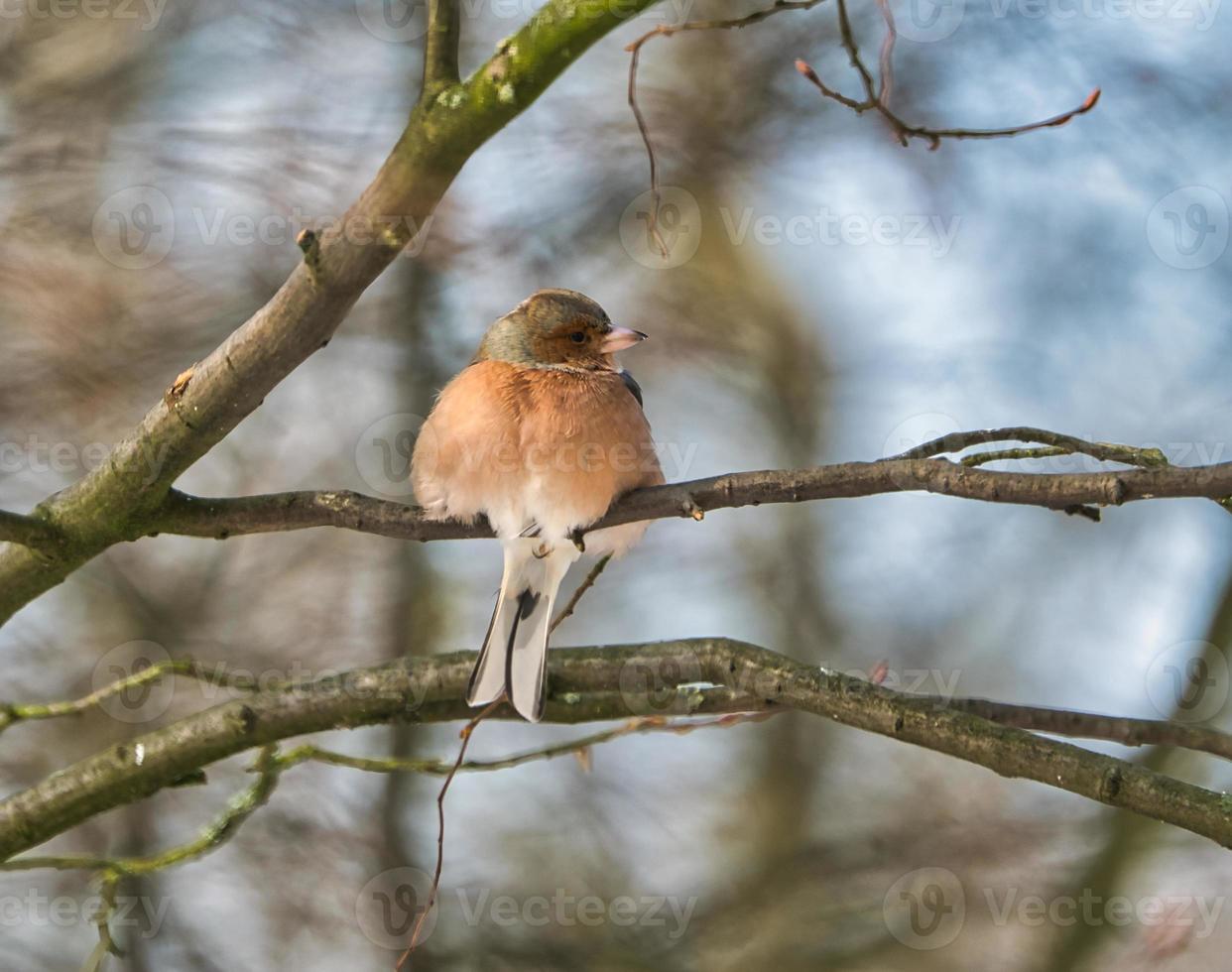 single chaffinch on a tree in the winter photo