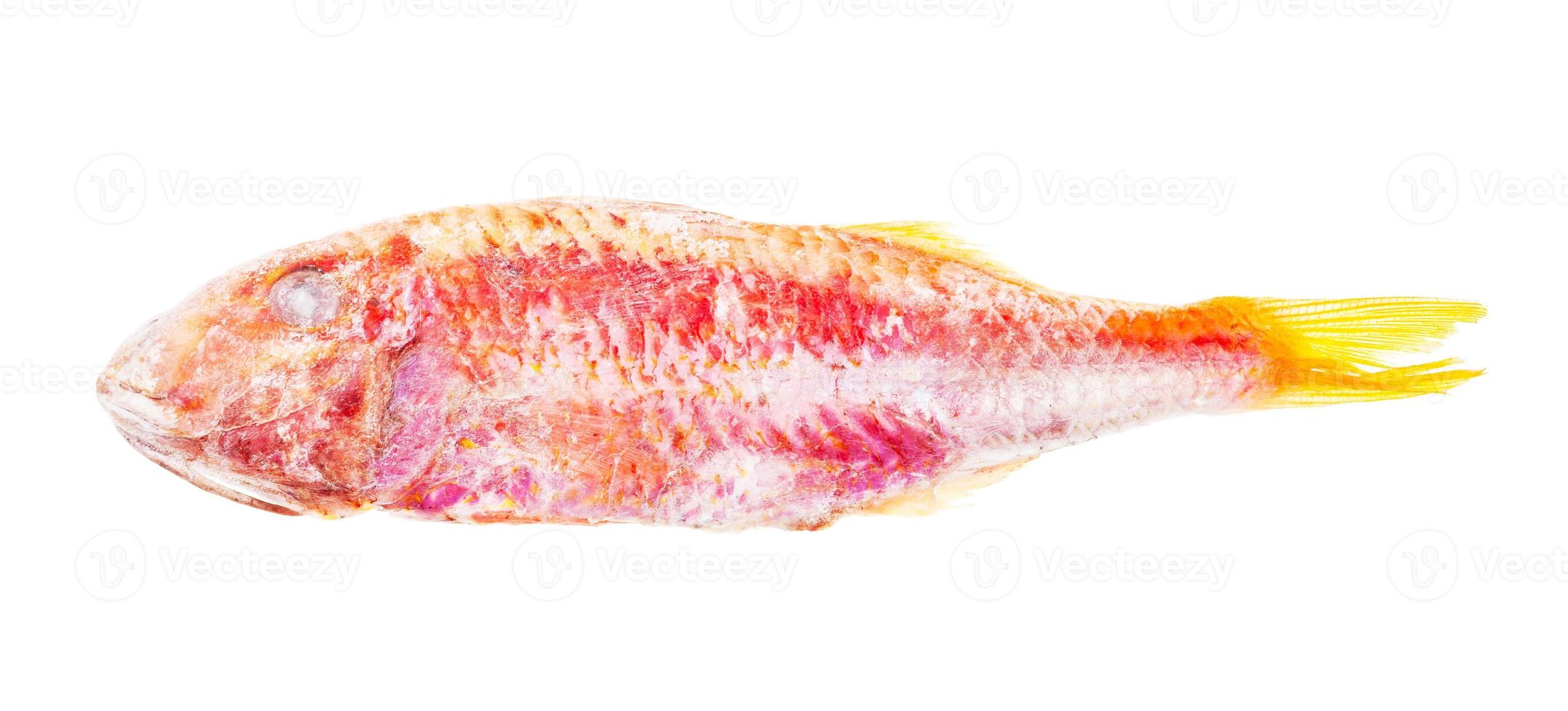quick-frozen red mullet fish isolated on white photo