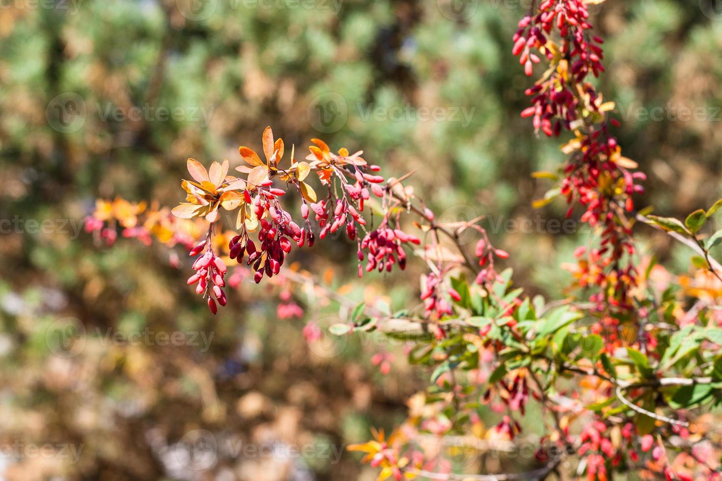 twig of barberry shrub with ripe fruits in autumn photo