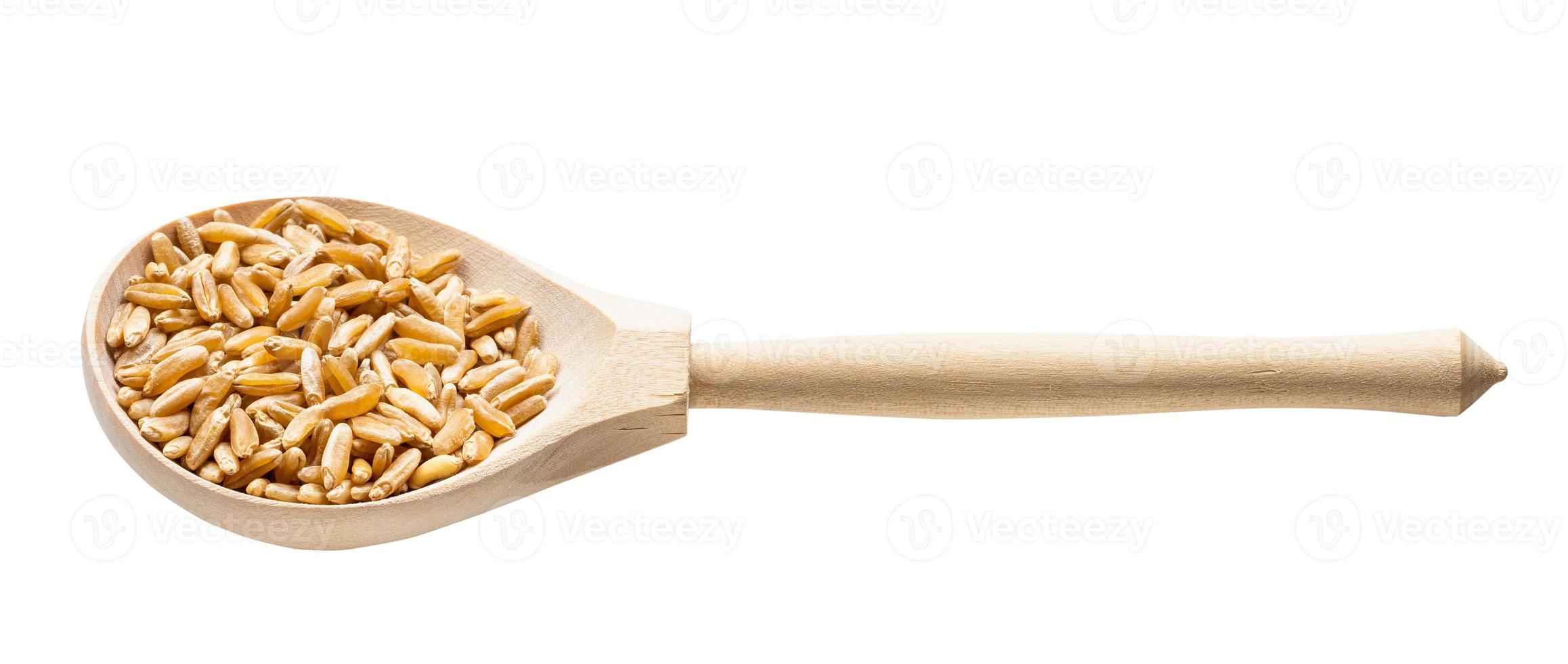 Kamut Khorasan wheat grains in wood spoon isolated photo