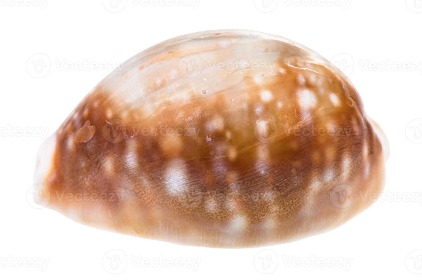 shell of cowry isolated on white photo