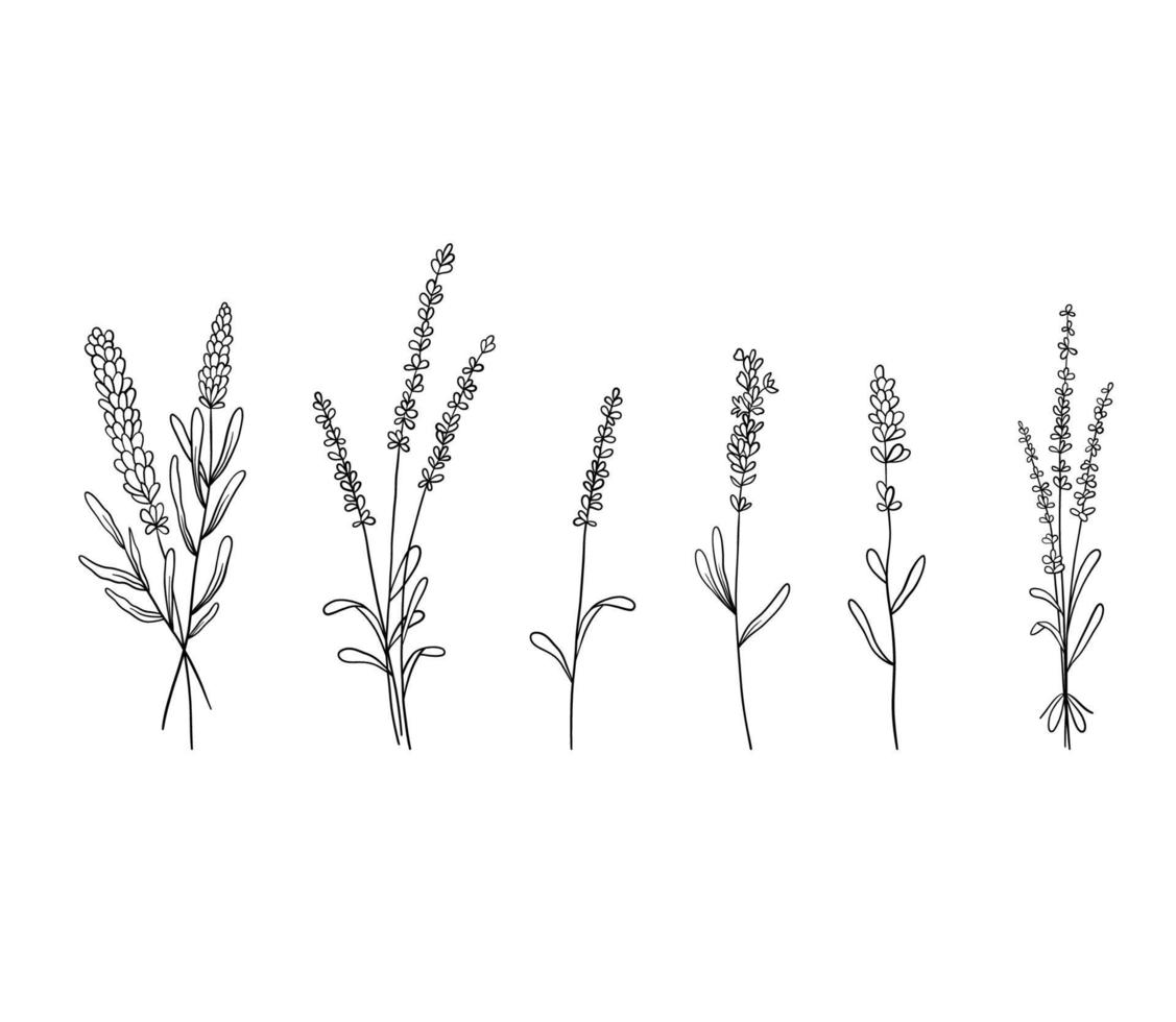 Set of lavender flowers in line style. Collection of wildflower plants and bouquet of lavender branches. Vector illustration isolated on white background