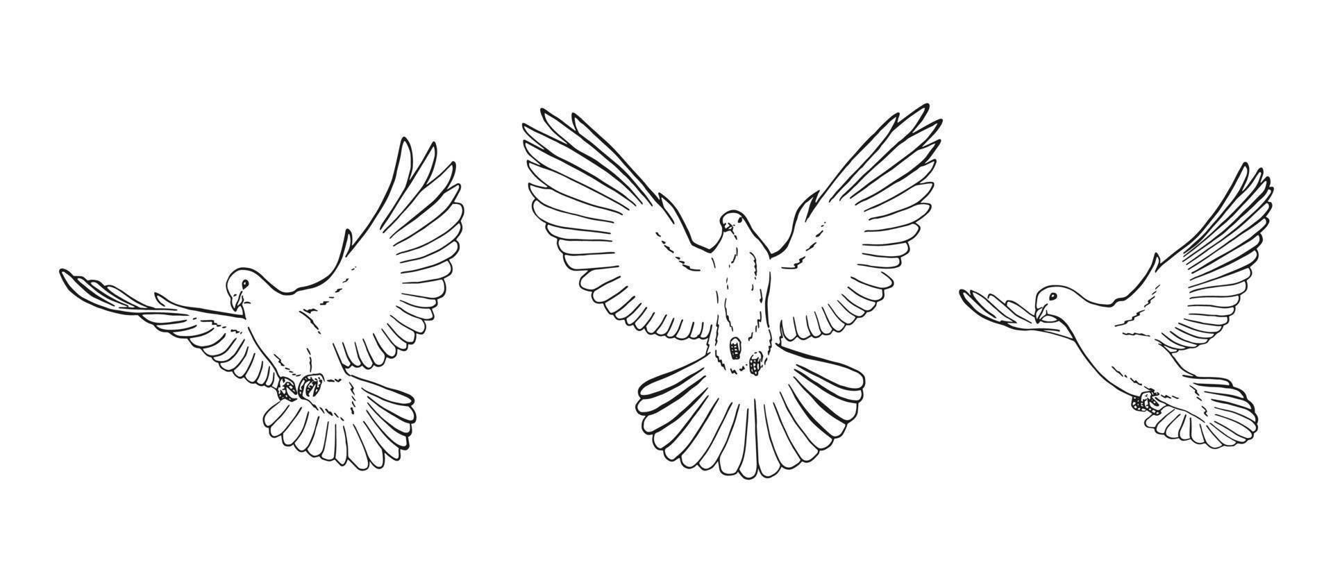 Set of dove outline. Line art style isolated. Hand drawn vector illustration.