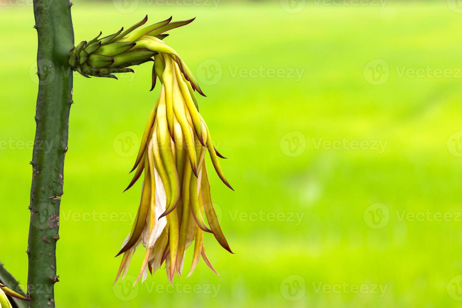 Dragon fruit flower photo