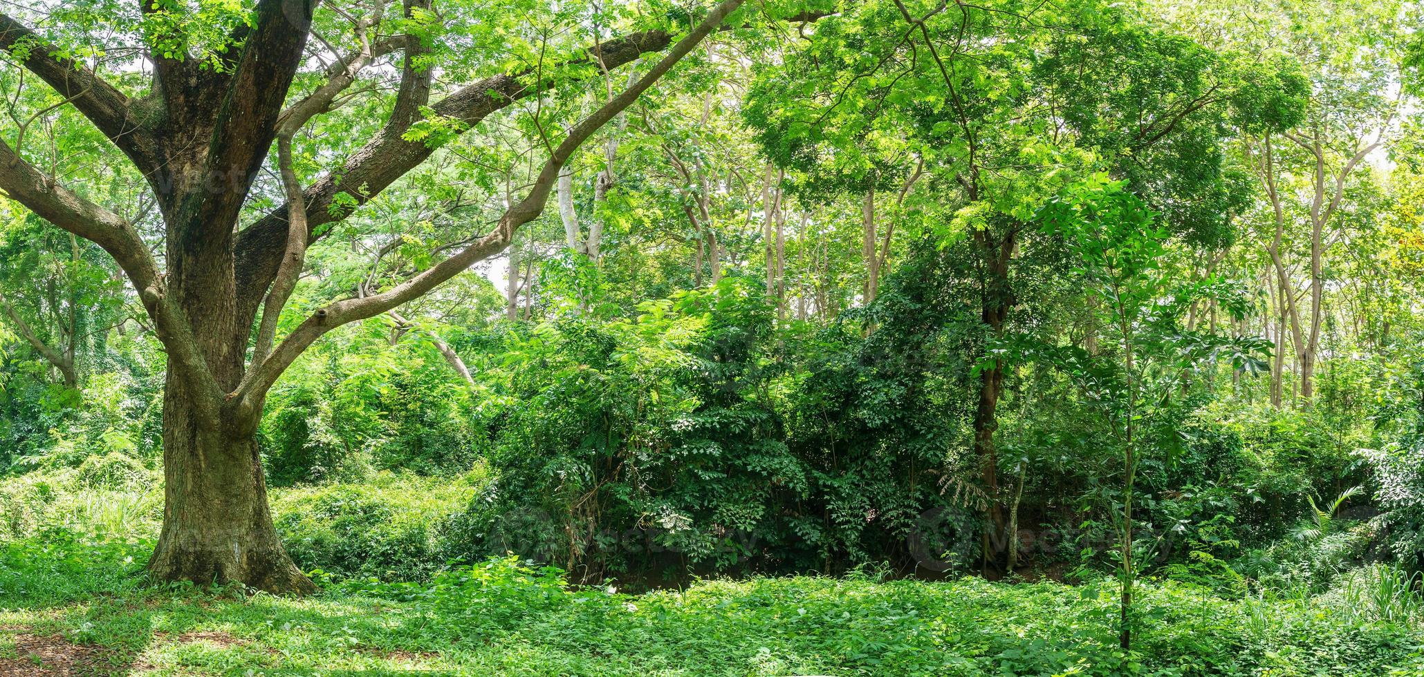 Panoramic Tropical rain forest jungle in Thailand photo