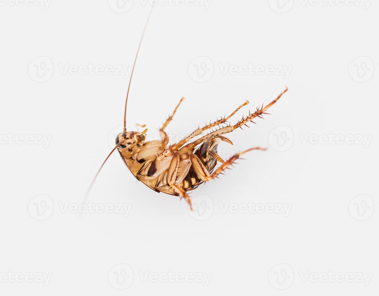 cockroach on white background photo