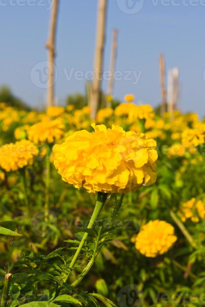 close up mariglod blooming photo