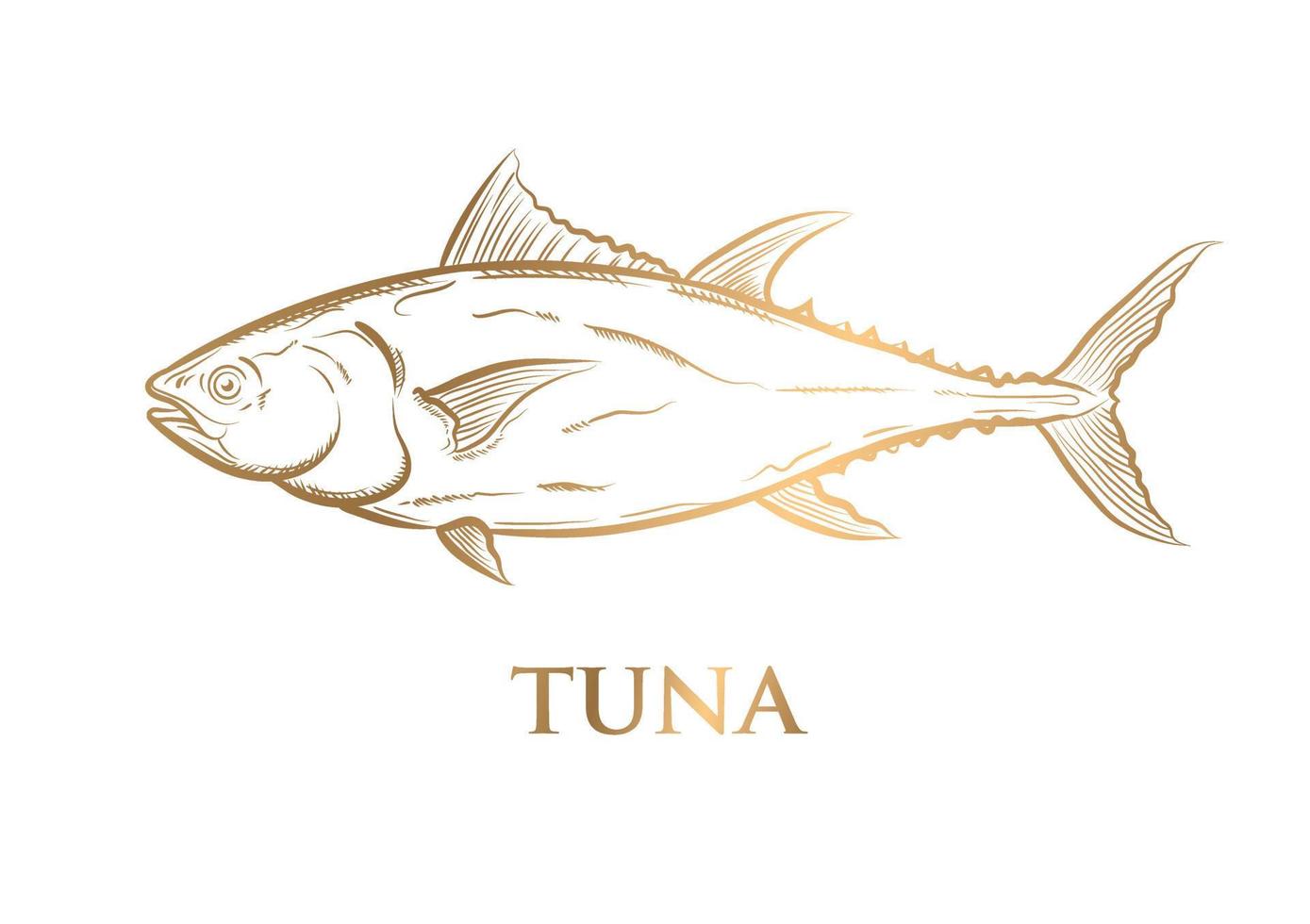 vector drawing Gold tuna on white background