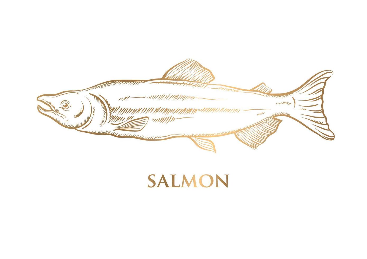 vector drawing gold salmon on white background