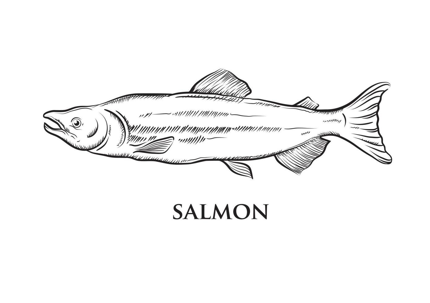 vector drawing black salmon on white background