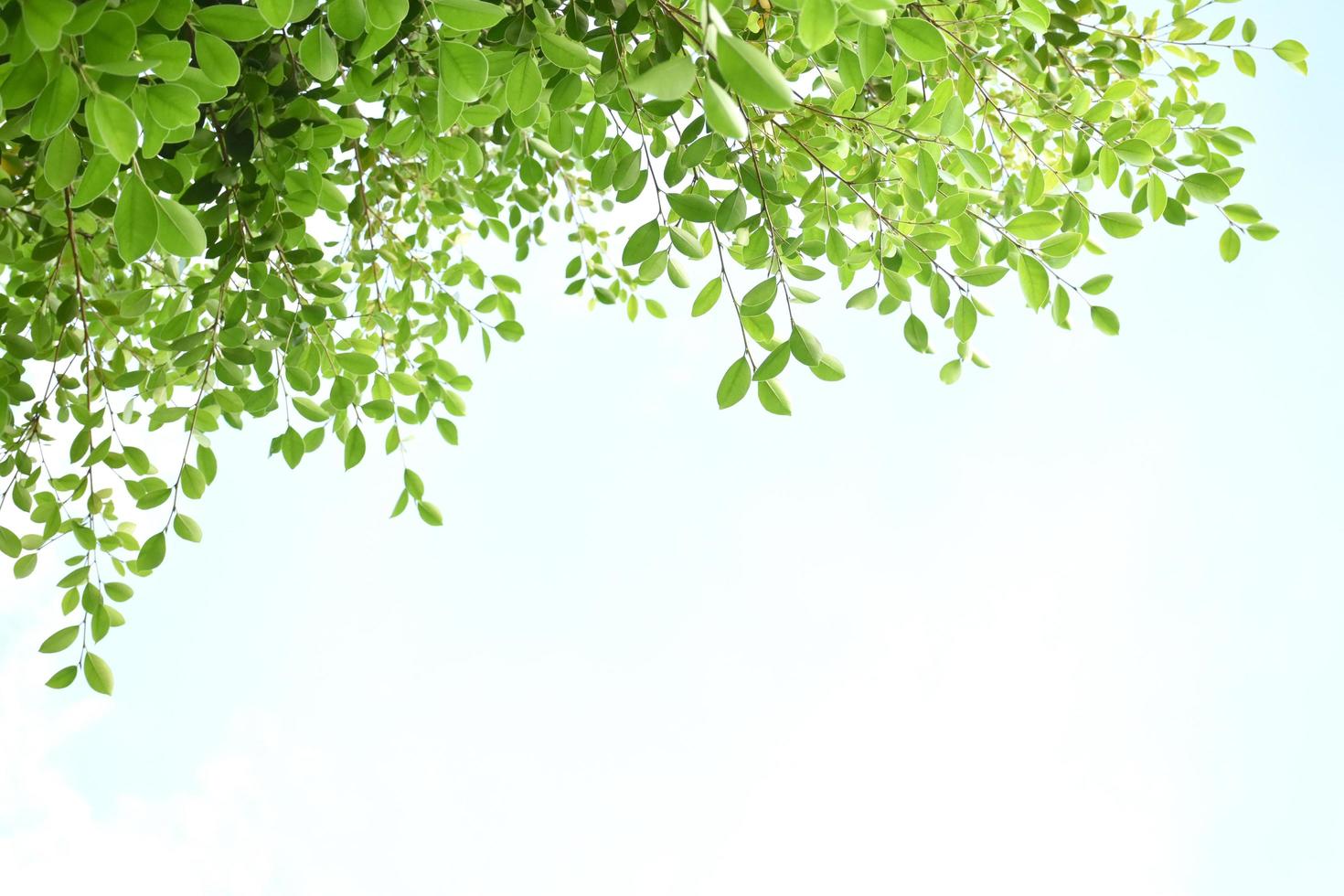Ficus benjamina branches and leaves, soft and selective focus, blurr clouds and bluesky background. photo
