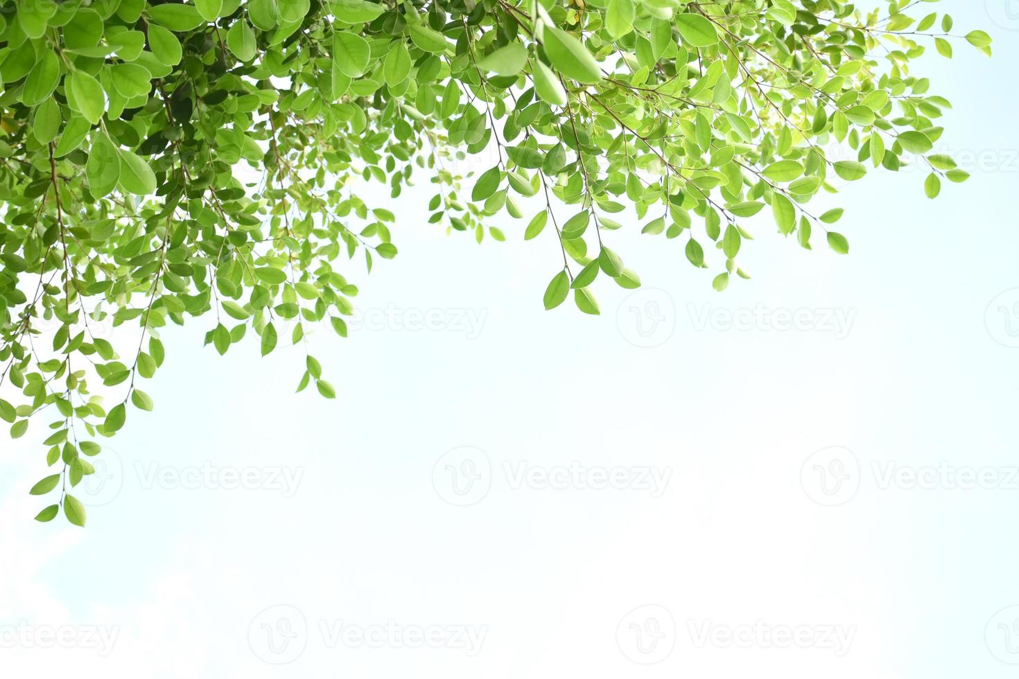 Ficus benjamina branches and leaves, soft and selective focus, blurr clouds and bluesky background. photo
